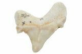 Pathological Otodus Shark Tooth - Morocco #213908-1